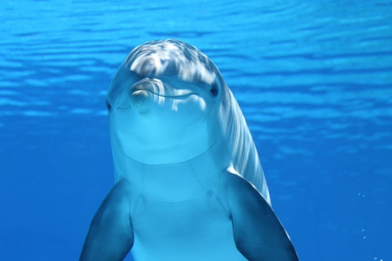 Marine Life Discovery