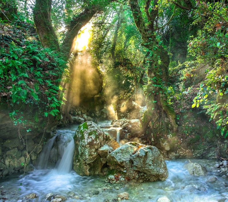 Tropical Rainforests
